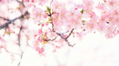 Site Wordpress Reiki Provence par Uluweb