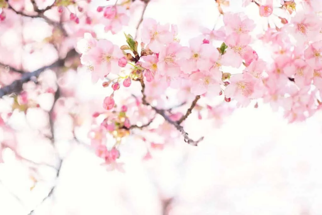 Site WordPress Reiki Provence par Uluweb