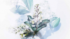 Amandine Meisse site web pour naturopathe Uluweb