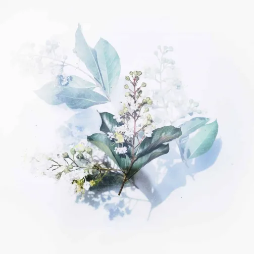 Amandine Meisse site web pour naturopathe Uluweb