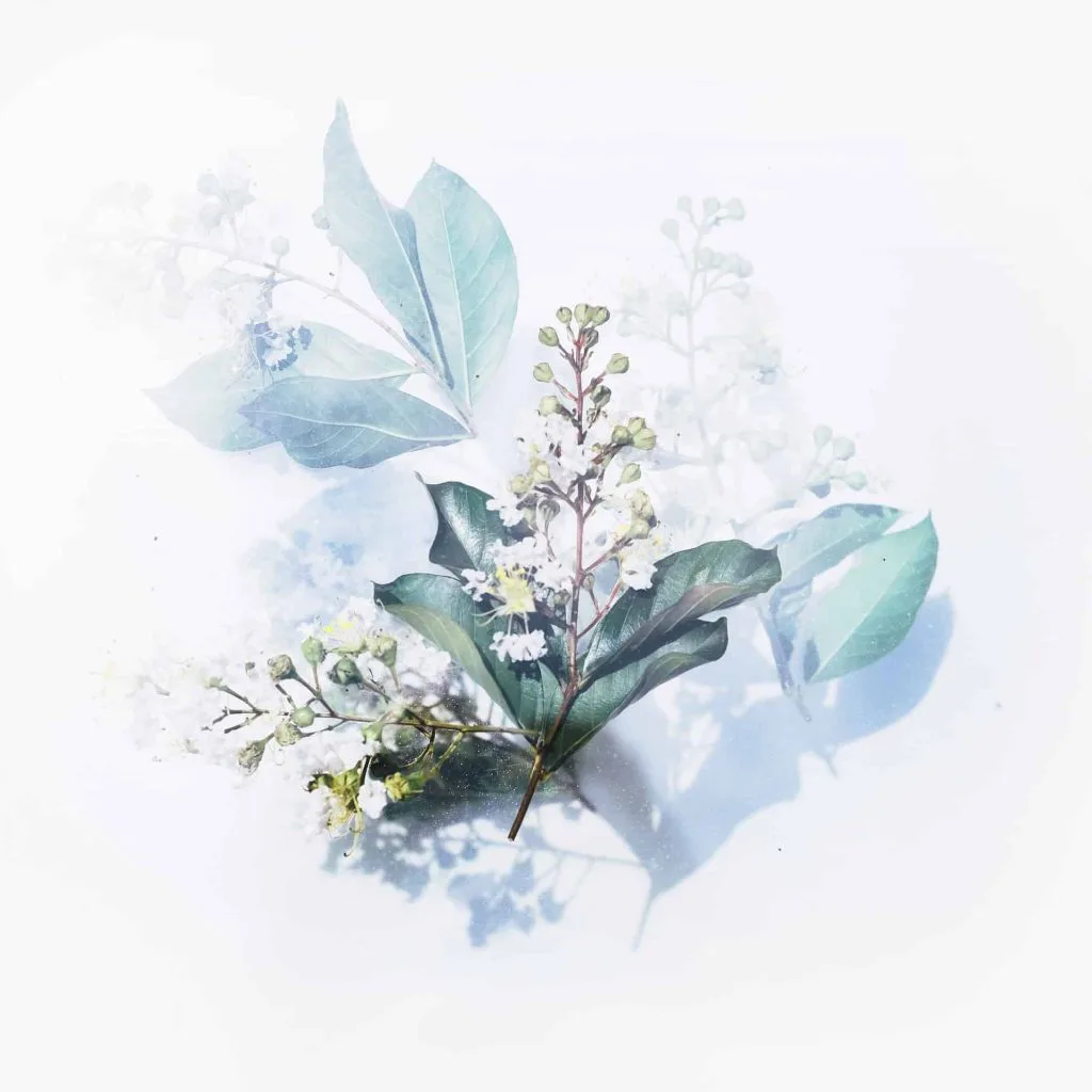 Amandine Meisse site web pour naturopathe Uluweb