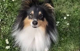 UNCIANIMALS // Education canine