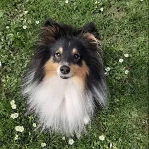 UNCIANIMALS // Education canine