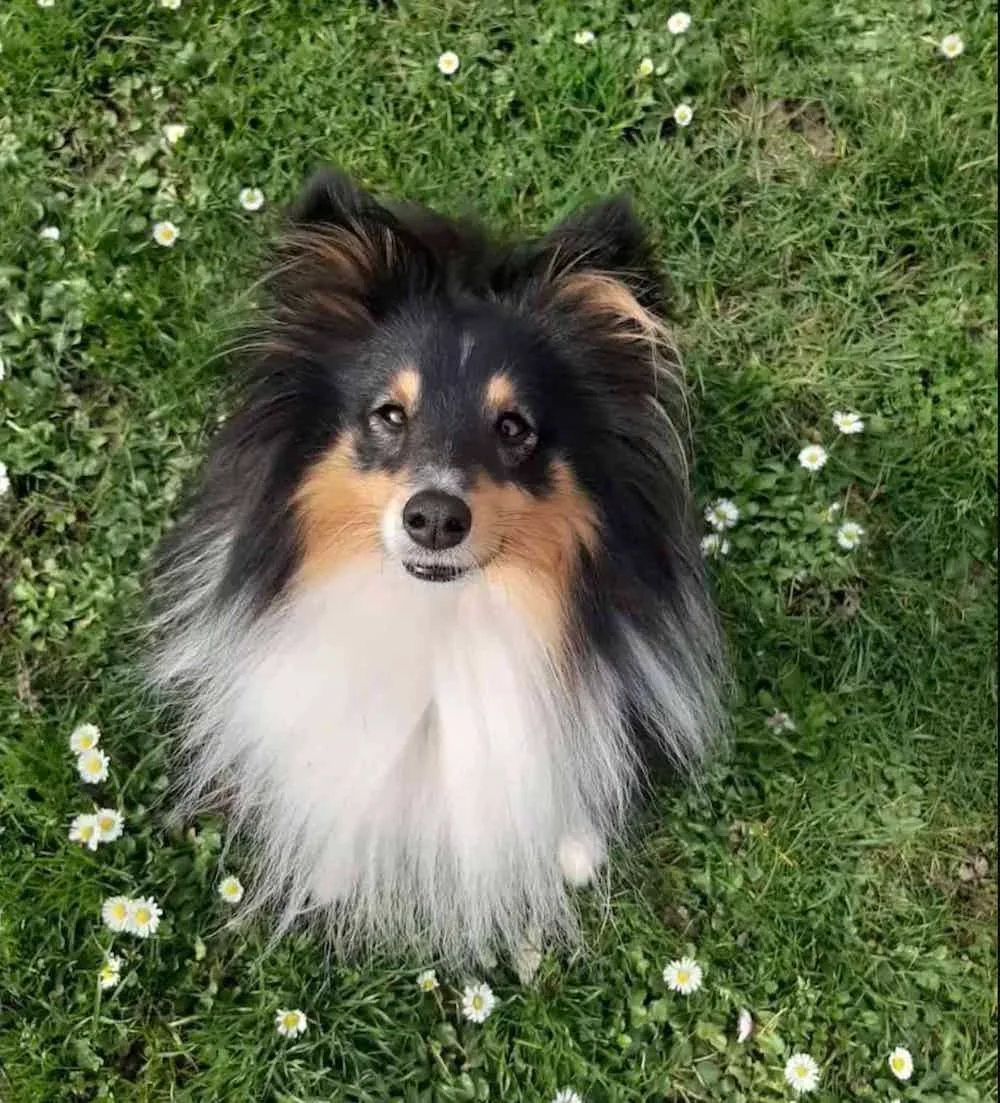 UNCIANIMALS, création d'un site onepage pour une éducatrice canine
